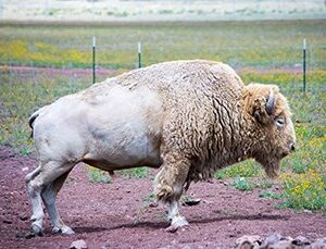 White Buffalo in America