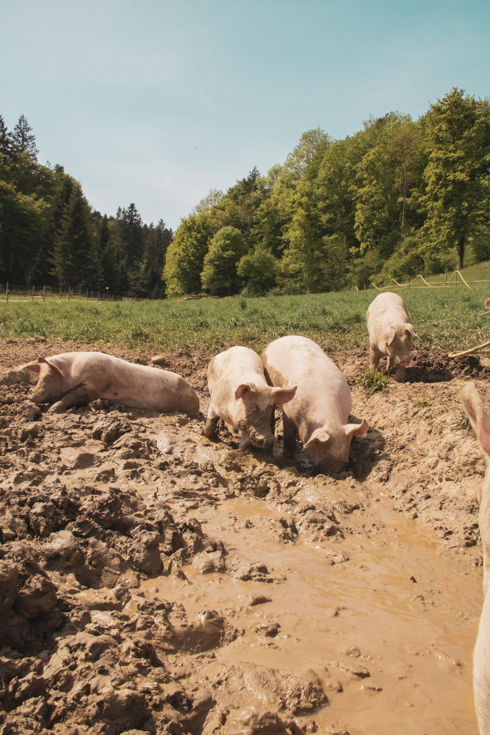White pigs playfully wallowing in mud on a sunny day at a scenic farm.